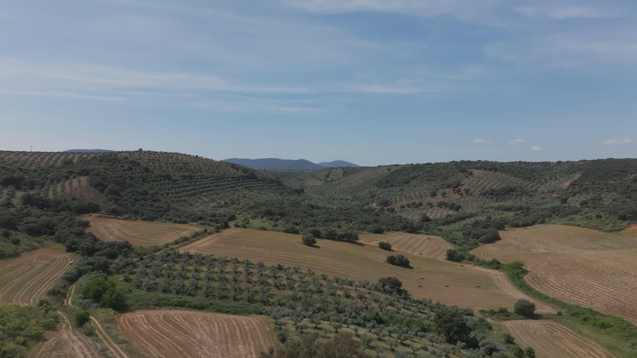 Frontal 70mm drone flight over a large cultivated valley with hay fields, olive groves, a farmhouse with a big tree inside, mountain backdrop and vivid blue sky