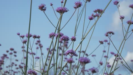 el viento mece pequeñas flores
