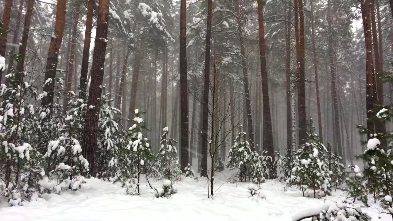 toma en ángulo bajo de copos de nieve cayendo en el bosque de pinos