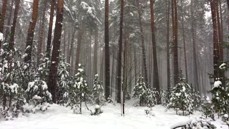 low angle shot of snowstorm snowflakes falling down in the pine tree forest