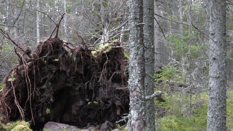 windthrow, fallen pine tree after heavy storm in autumn