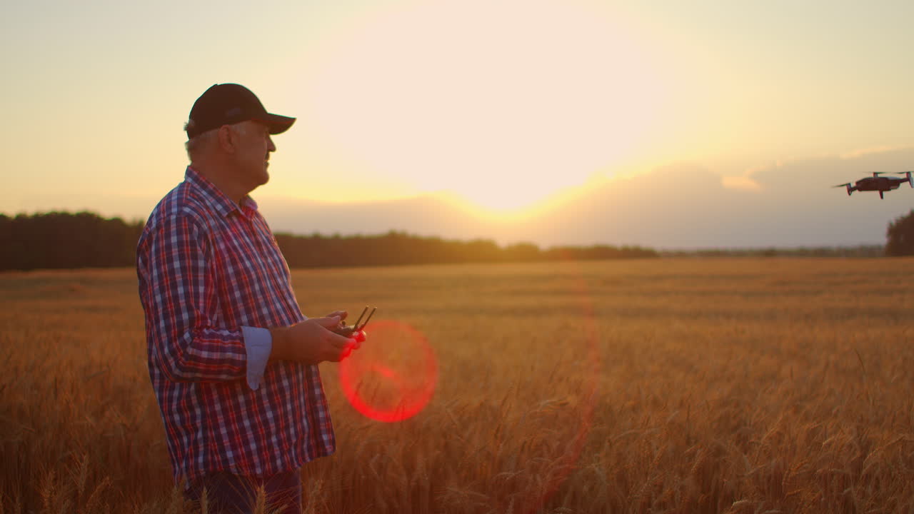 старый фермер использует дорон в сельском хозяйстве вождение и пилотирование над полем с пшеницей и шипами