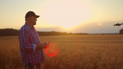the old farmer uses doron in agriculture driving and piloting over the field with wheat and spikes