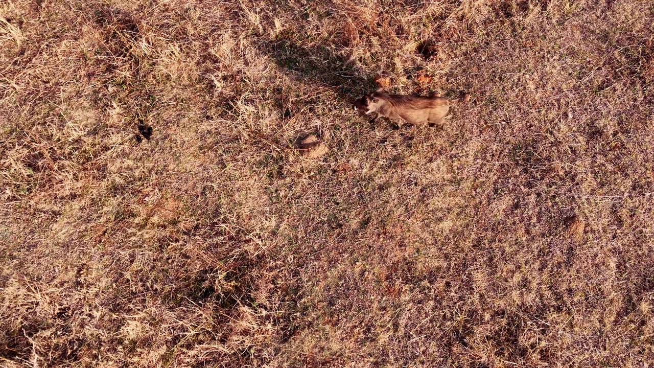 Top drone view over lone relaxed warthog with long shadow walking over dry field