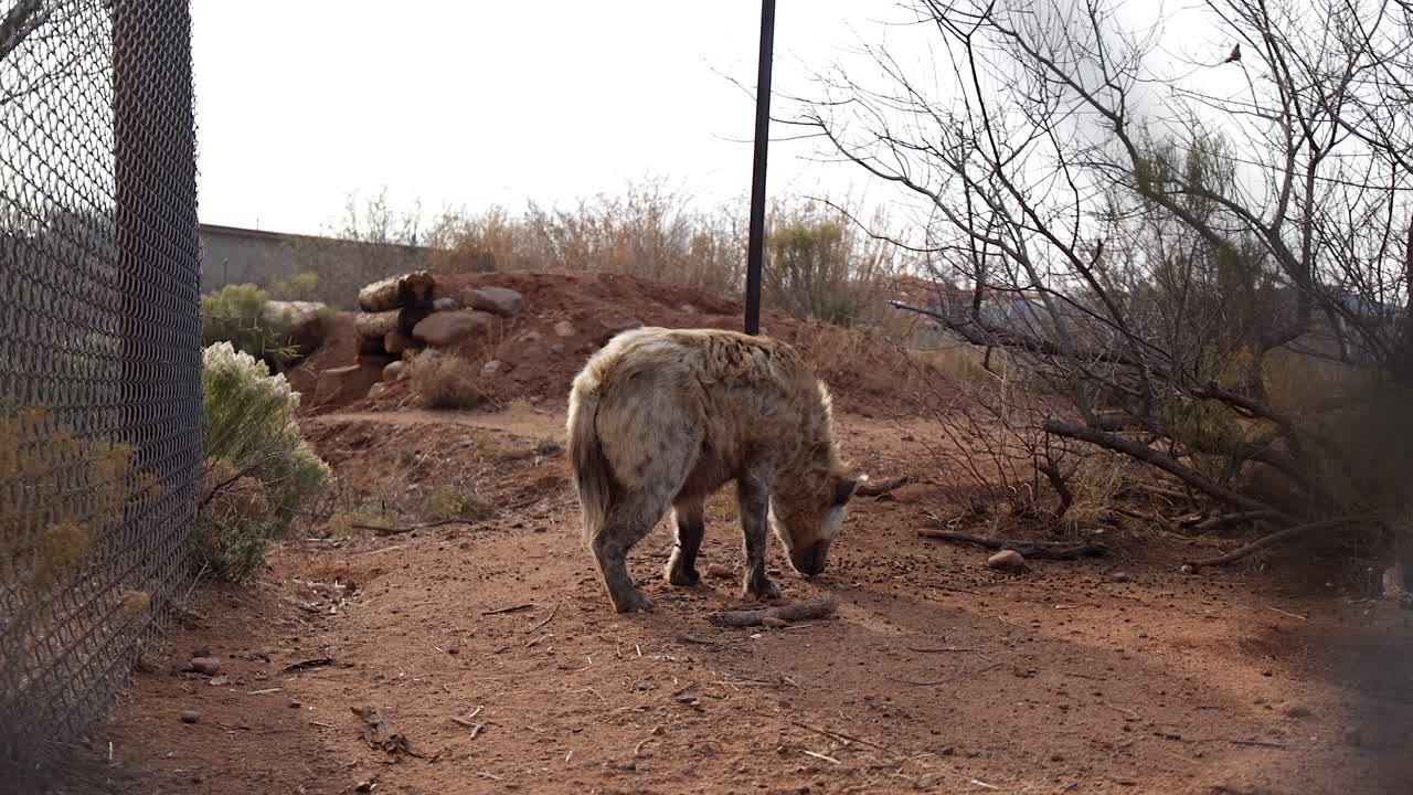 hiena comiendo comida en un santuario de vida silvestre