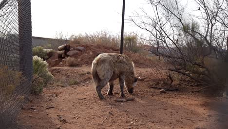 hyena eating chow in wildlife sanctuary