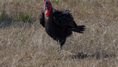 Southern-Ground-Hornbill,-a-very-rare-and-big-bird,-walking-through-the-savanna-of-the-Kruger-National-Park,-in-South-Africa