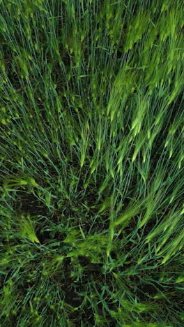 campo de trigo verde