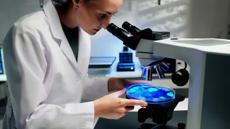 científico examinando la placa de petri bajo el microscopio en el laboratorio