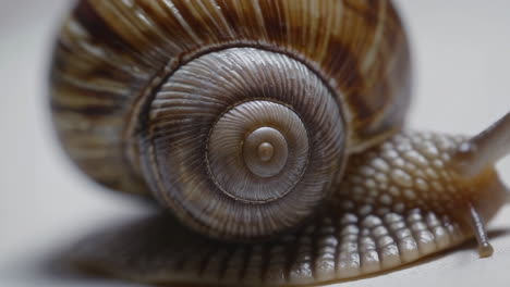 close-up of a snail with a spiral shell