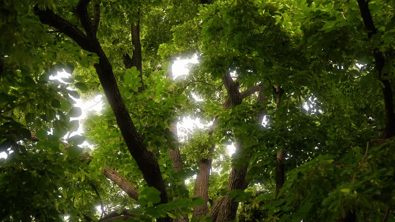 static shot looking up to the branches of a large oak tree with light peaking through the leaves and branches