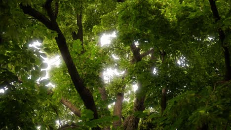 disparo estático mirando hacia las ramas de un gran roble con la luz alcanzando su punto máximo a través de las hojas y ramas
