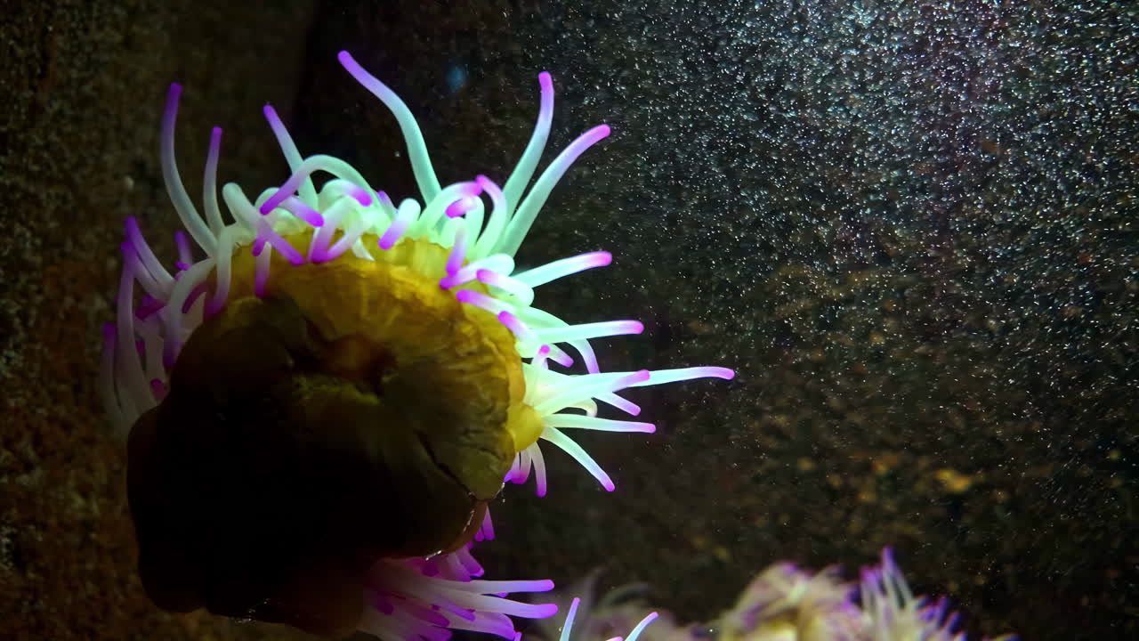 Close-up of a Vibrant Sea Anemone in an Aquarium