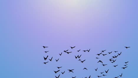 migrating greater group flock of birds flying in formation silhouette loop background flock of birds