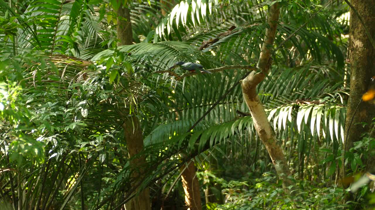 loro verde camuflado sentado en una rama en la selva entre palmeras durante el día soleado
