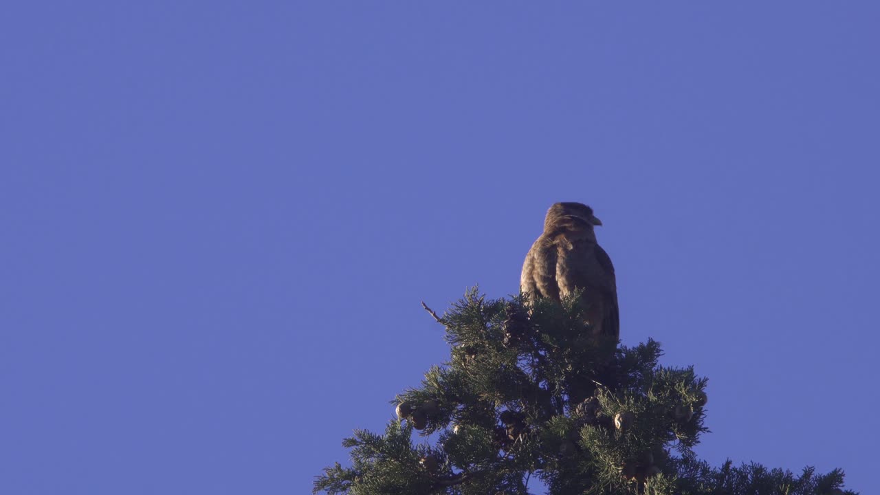 vista de ángulo bajo de un chimango caracara encaramado en la cima de un árbol al atardecer