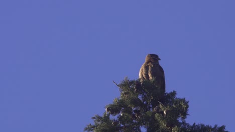 Tiefwinkelansicht-Eines-Chimangokarakaras,-Der-In-Der-Abenddämmerung-Auf-Einer-Baumkrone-Thront