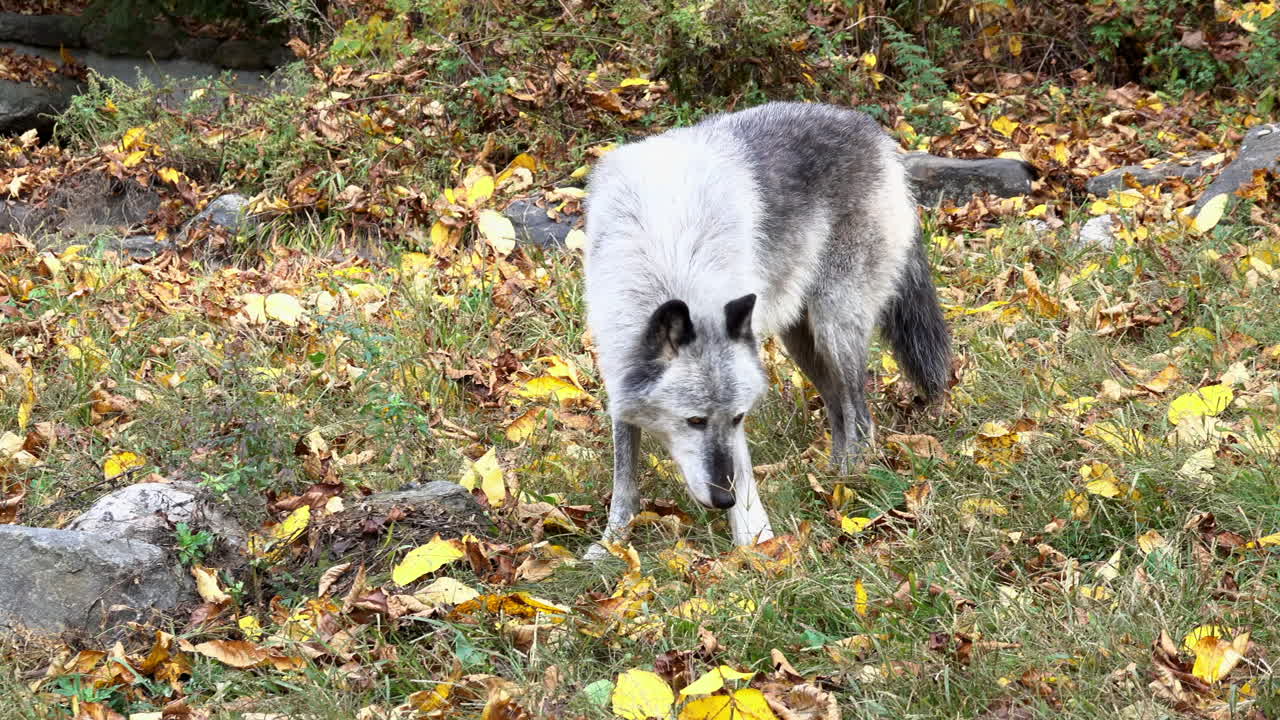 A male Rocky Mountain Gray Wolf walks and sniffs the ground, searching for food