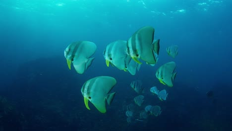 group of batfish (platax teira) over reef on richelieu rock, thailand.