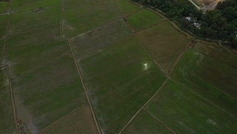 high-angle-drone-shot-of-rice-fields-on-the-outskirts-of-Ho-Chi-Minh-City,-Vietnam