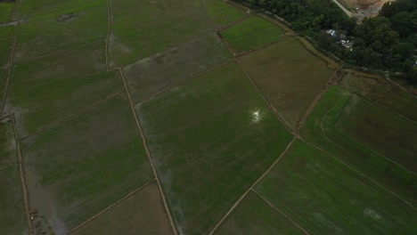 Tiro-De-Drone-De-Alto-ángulo-De-Campos-De-Arroz-En-Las-Afueras-De-La-Ciudad-De-Ho-Chi-Minh,-Vietnam