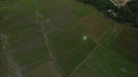 tiro de drone de alto ángulo de campos de arroz en las afueras de la ciudad de ho chi minh, vietnam