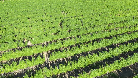 Grüne-Weinberge,-Felder,-Linien,-Luftdrohnenaufnahme,-Sonniger-Tag-In-Frankreich