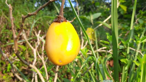Close-up-shot-of-yellow-eggplant-in-nature