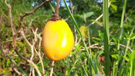 close up shot of yellow eggplant in nature