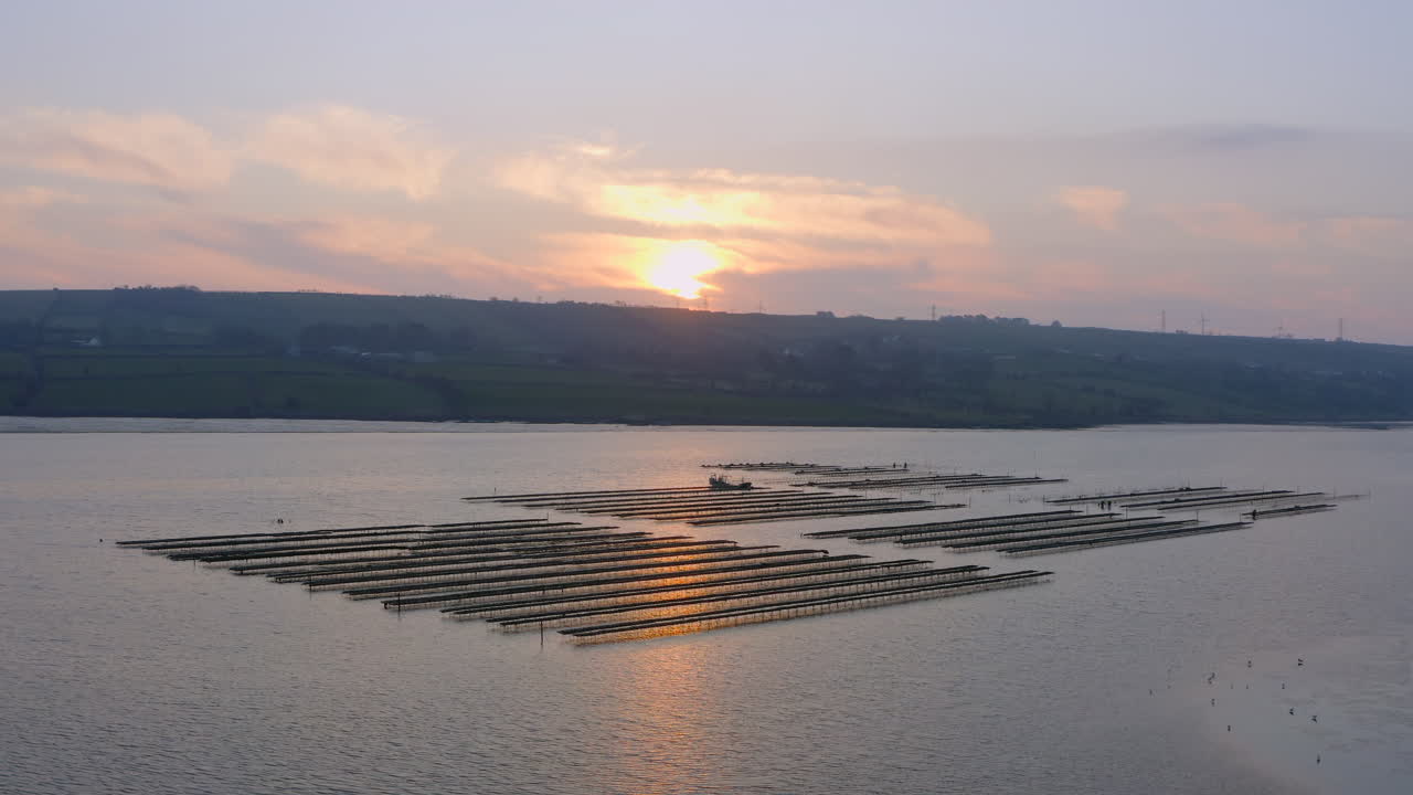 Warm sunset light bathes coastal oyster farm in golden hues, revealing intricate marine cultivation landscape
