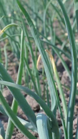 green onion plant in spring young green onions green onion plant in spring young green onions