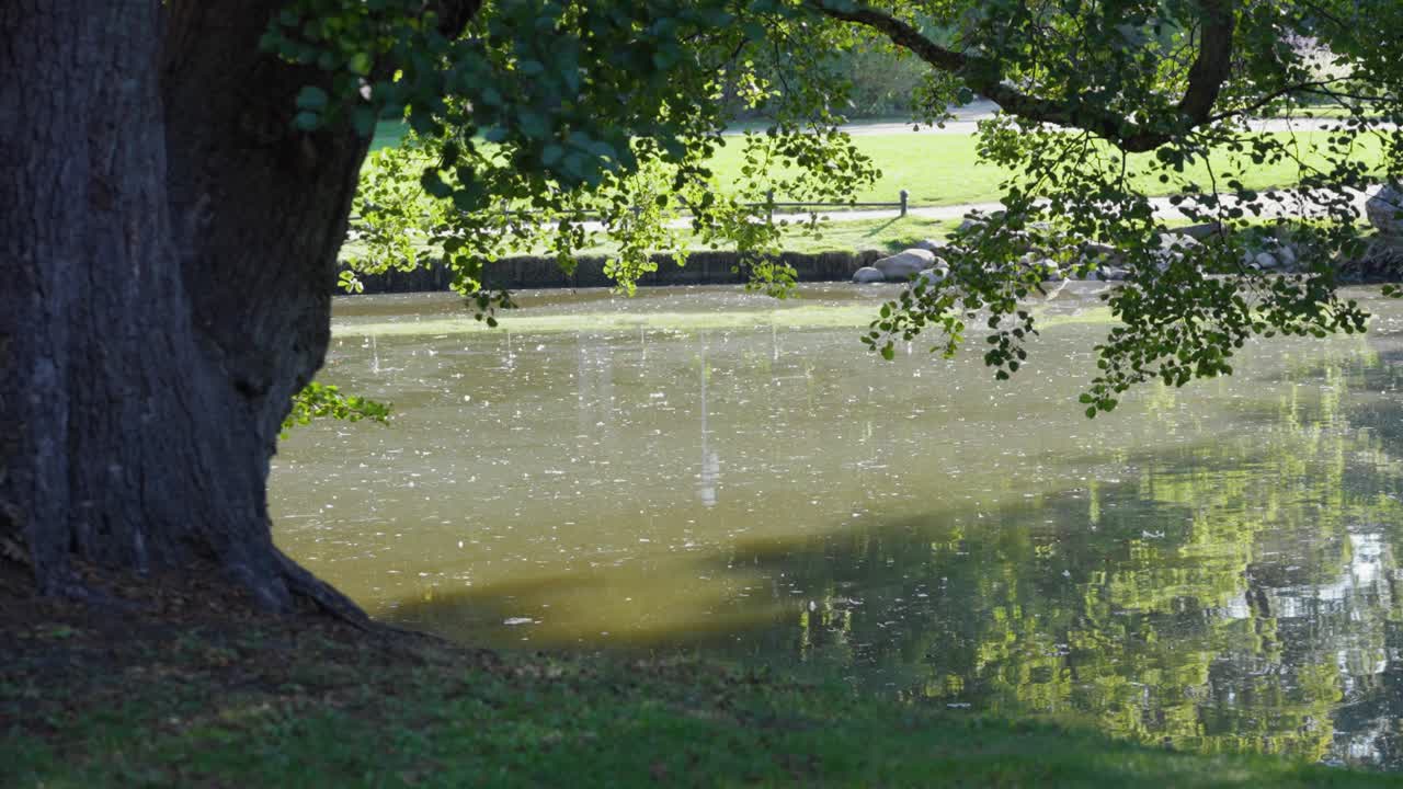 Tranquil park pond with overhanging tree branches and bright reflections on the water, showcasing a peaceful, natural outdoor setting perfect for calm and serene nature themes