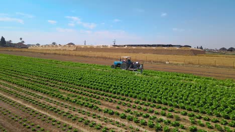 campo di cavolo dall'alto inclinato a sdot negev israele