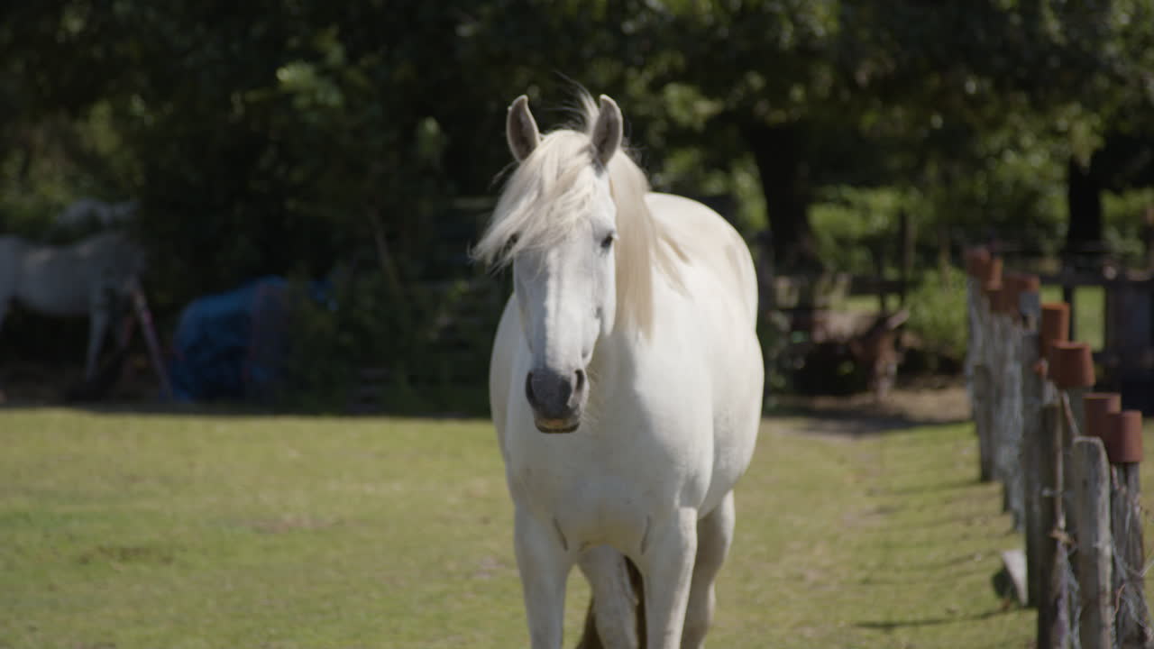 Retrato de un caballo blanco parado en un corral en una granja - plano general