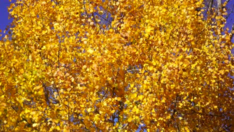 golden leaves shaken by the light breeze on bright blue sky background at autumn morning