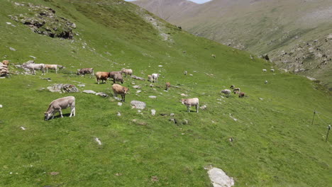 Hermosa-Toma-Aérea-De-Un-Grupo-De-Vacas-Pastando-En-Una-Montaña-Verde-En-Los-Pirineos