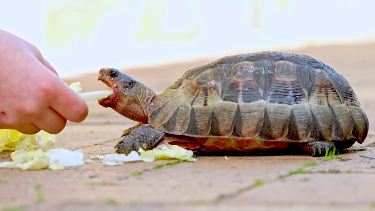 Feeding a Turtle