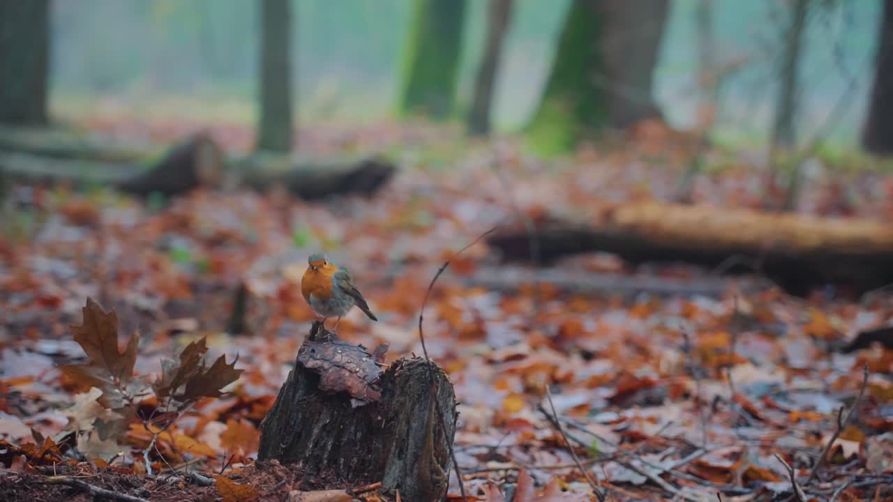 European Robin sitting on a stump in a forest surrounded by autumn leaves