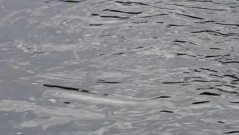 one pink salmon jumps in monochrome silhouette river