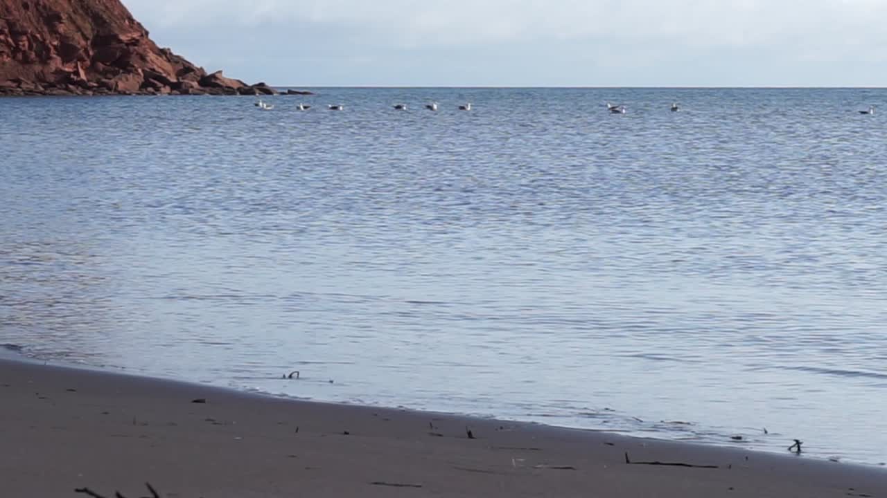 해변과 절벽 근처의 물 위에 떠 있는 갈매기