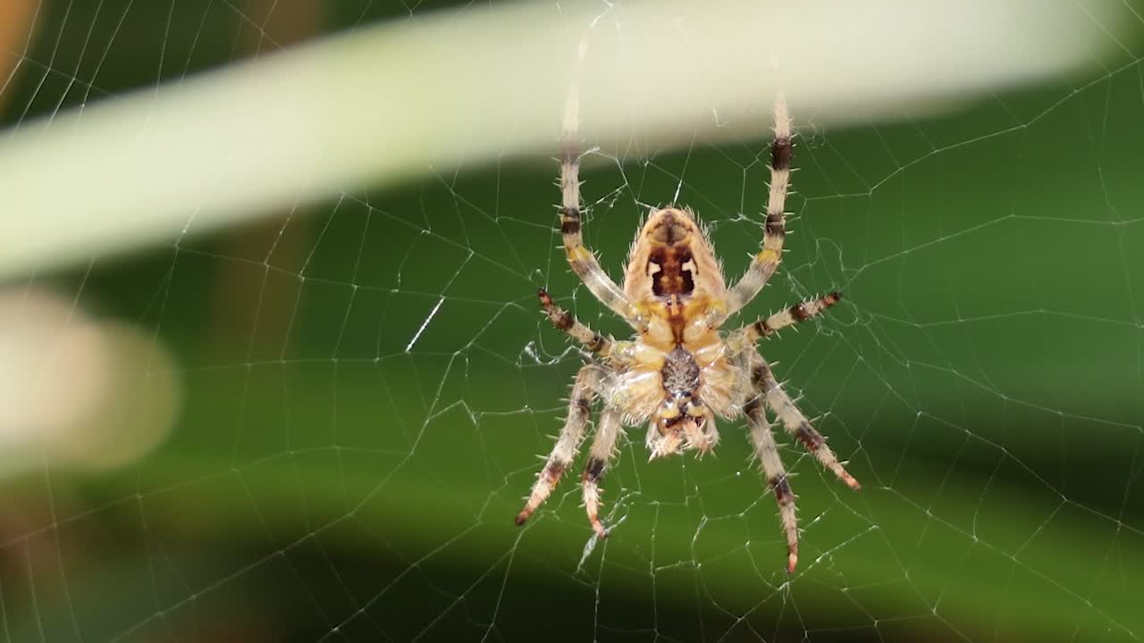 Uno scatto ravvicinato dettagliato di un ragno che riposa nella sua ragnatela sullo sfondo di un fogliame verde.