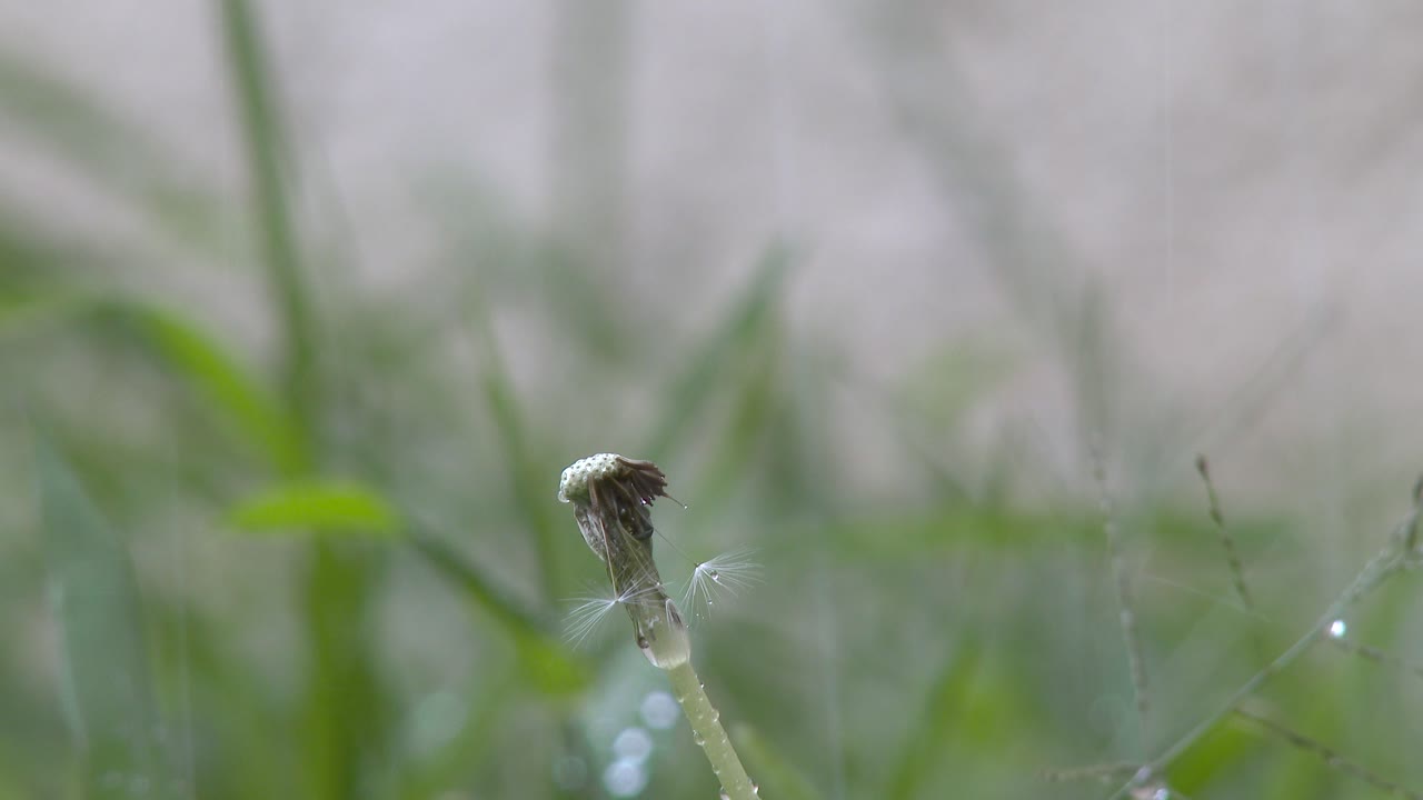 Rain in the middle of the garden on top of a dandelion