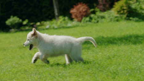 Un-Cachorro-De-Golden-Retriever-Activo-Corre-Por-El-Césped-Del-Patio-Trasero-De-La-Casa.-Seguir-Tiro