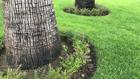 beautiful green cut grass with palm trees and flowers around