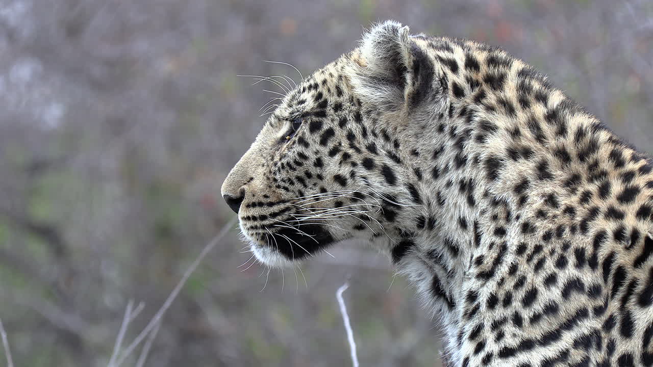 primer plano del lado de la leopardo hembra mientras examina los alrededores