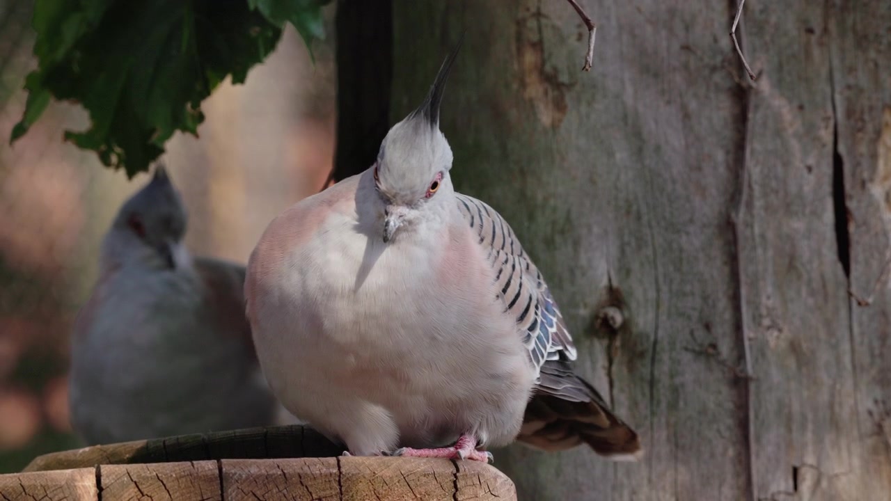 Piccione Crestato Appollaiato su un Tronco Tagliato con una Macchia Alare Colorata