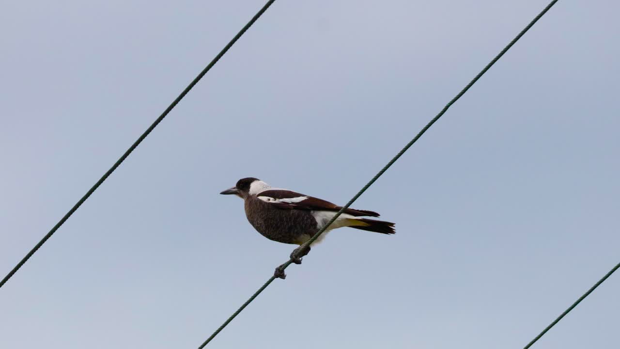 una urraca posada en las líneas eléctricas en australia