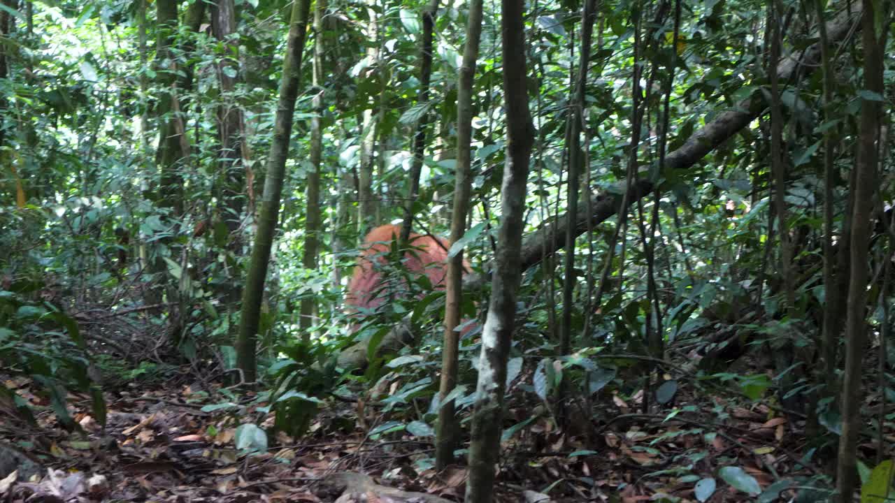 mamífero extremadamente raro y en peligro de extinción, orangután macho completamente maduro