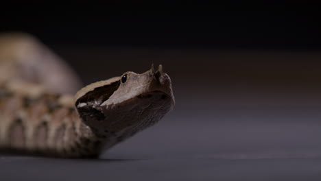 Gaboon-viper-looks-towards-camera-and-sticks-out-tongue---close-up-on-face