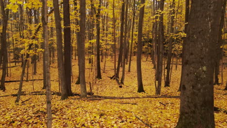 Drone-shot-looking-down-on-large-deciduous-forest-in-full-autumn-color